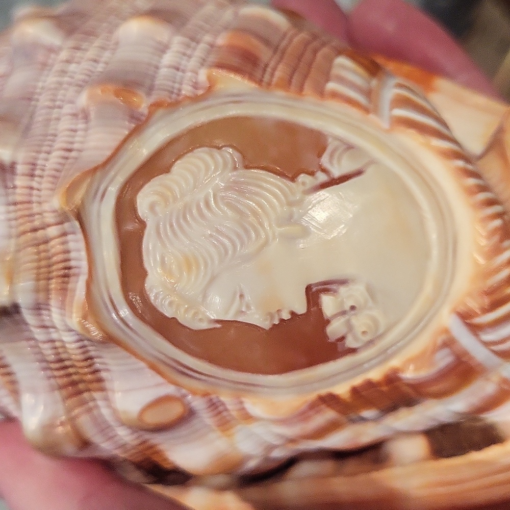 Shell with carved cameo - Picture 3 of 5